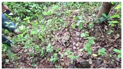 പത്തനംതിട്ടയിൽ റബർതോട്ടത്തിൽ നിന്ന് തലയോട്ടി ഉൾപ്പെടെ അസ്ഥികൂടഭാ​ഗങ്ങൾ കണ്ടെത്തി