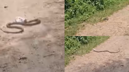 കൊടും ചൂടിൽ ബിയർ ക്യാനിൽ തല കുടുങ്ങി, പാമ്പ് രക്ഷപ്പെട്ടത് മണിക്കൂറുകൾ വീണ്ട ശ്രമത്തിന് പിന്നാലെ