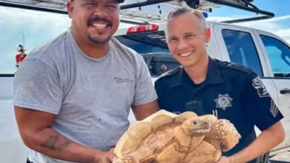 ഫാം വിട്ടിറങ്ങി, ആമയെ കണ്ടെത്തിയത് 3 മൈൽ അകലെ നിന്ന്, അന്തംവിട്ട് ഉടമയും പൊലീസും നാട്ടുകാരും