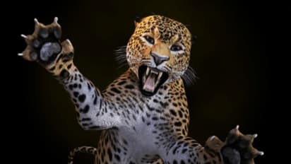 Uttar Pradesh: Five injured in Leopard attack in Bahraich, officials warn villagers