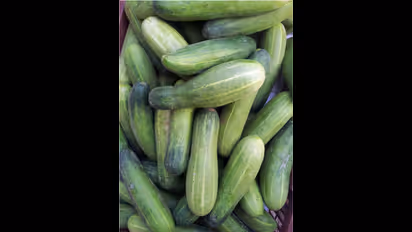 Fruit or vegetable? The surprising answer about cucumbers
