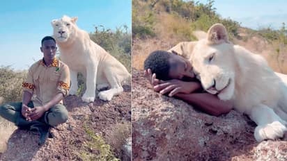 ആരടാ അത്? സിംഹത്തിനൊപ്പം വിശ്രമിക്കാനും മാത്രം ധൈര്യമുള്ള ചെറുപ്പക്കാരൻ, വീഡിയോ വൈറൽ