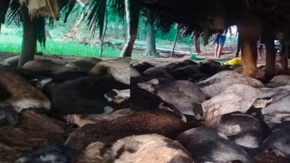 ಚಿತ್ರದುರ್ಗದಲ್ಲಿ ಭಾರೀ ಮಳೆ: ಸಿಡಿಲು ಬಡಿದು 106 ಕುರಿಗಳ ಸಾವು, ಕಂಗಾಲಾದ ಕುರಿಗಾಹಿಗಳು..!