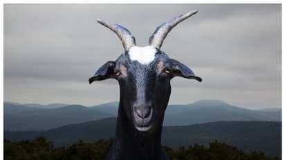 नोएडा में 10 लाख की बकरियां चोरी, 70 से 80 हजार की थी एक