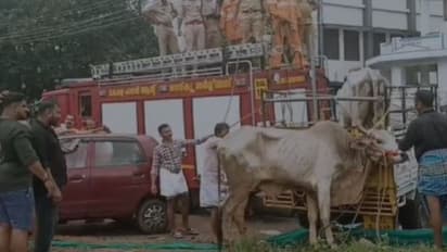 കാശാപ്പിന് എത്തിച്ച കാള ഇറങ്ങിയോടി, പിന്നെ റോഡിലാകെ ബഹളം, കാറ് തകര്ത്തു; നടന്നുപോയ വിദ്യാര്ത്ഥിക്ക് പരിക്ക്