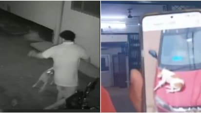 ഒരു മണിക്കൂറിൽ പേപ്പട്ടി കടിച്ചത് സ്ത്രീകളും കുട്ടികളുമടക്കം 17 പേരെ; സംഭവം ഗൊരഖ്പൂരിൽ