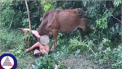 ಹಸುವಿನ ಮೇಲೆ ಅತ್ಯಾಚಾರಕ್ಕೆ ಯತ್ನಿಸಿ 'ಕಚ್ಚೆ' ಹರಿದುಕೊಂಡು ಪರದಾಡಿದ ಗಾಂಜಾ ವ್ಯಸನಿ!