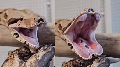 എന്താടാ ഉറക്കം വരുന്നോ? 'കോട്ടുവായിടുന്ന' പാമ്പിന്റെ വീഡിയോ വൈറൽ, കമന്റുകളുമായി നെറ്റിസൺസ്