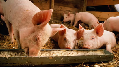 Kerala: Pork challenge fundraiser for landslide-hit Wayanad sparks controversy; Islamic scholars slam DYFI