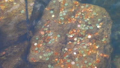 கோயில் குளத்தில் ஏன் காசு போடப்படுகிறது? அறிவியல் காரணம் இதோ..