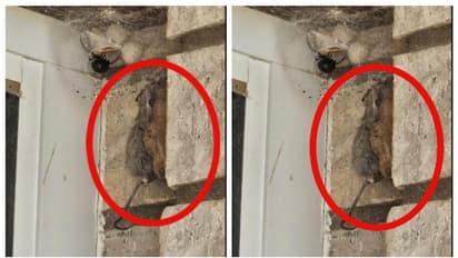 കൂറ്റന് ചിലന്തി വലയില് കുരുങ്ങി ജീവന് നഷ്ടമായ എലി; ചില്ലറക്കരനല്ല ഈ ചിലന്തി, കുറിപ്പ് വൈറല്