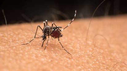 அரிதான கொசுக்களால் பரவும் EEEV வைரஸ் நோய்; இது ஏன் ஆபத்தானது?