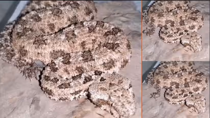 ಬಾಲದಿಂದಲೇ ಬೇಟೆಯಾಡುತ್ತೆ ಈ ಇರಾನಿಯನ್ ಸ್ಪೈಡರ್ ಸ್ನೇಕ್: ಅಪರೂಪದ ವೀಡಿಯೋ ವೈರಲ್