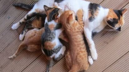 ಮನೆಯಲ್ಲಿ ಬೆಕ್ಕು ಮರಿಗಳಿಗೆ ಜನ್ಮ ನೀಡಿದರೆ ಶುಭವೋ ಅಶುಭವೋ?