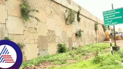 ಹೈವೇ ಫ್ಲೈಓವರ್ ತಡೆಗೋಡೆಯಲ್ಲಿ ಬೆಳೆದ ಗಿಡಗಂಟೆ; ವಾಹನ ಸವಾರರ ನಿತ್ಯ ನರಕಯಾತನೆ