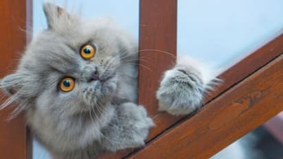 ಮನೆಯಲ್ಲಿ ಬೆಕ್ಕು ಸಾಕುವುದು ಒಳ್ಳೆಯದೇ, ಬೆಕ್ಕು ಸಾಕಿದ್ರೆ ಏನಾಗತ್ತೆ ಗೊತ್ತಾ? 