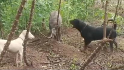 എക്സ്യൂസ്മീ, ഇത് കാടല്ല, കൃഷിയിടമാണ് കേട്ടോ! റോഡ് വീലർ അടക്കമുള്ളവയെ അഴിച്ചുവിട്ടു, വിരണ്ടോടി കാട്ടുപന്നി