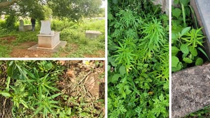 Bengaluru police discover cannabis plants grown in Yelahanka cemetery, probe intensifies
