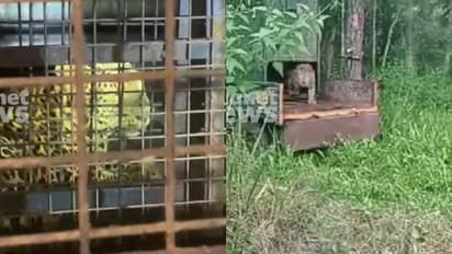 വയനാട്ടിൽ നിന്ന് പിടികൂടിയ പുള്ളിപ്പുലിയെ കാട്ടിൽ തുറന്നുവിട്ടു; ഇനി മുത്തങ്ങയിലെ ഉള്‍വനത്തില്‍ സൈര്വവിഹാരം