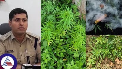 ಬೆಂಗಳೂರಿನಲ್ಲಿ ಹೆಣಗಳಿಗೂ ಮತ್ತು ಬರಿಸೋ ಗಾಂಜಾ ತೋಟವಿದು!