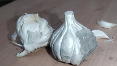 'Fake' garlic made of cement found in Maharashtra amid soaring prices; viral video sparks debate (WATCH)