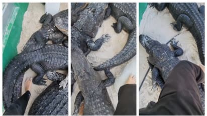 ഭ്രാന്തോ അതോ ധൈര്യമോ? മുതലകള്ക്ക് ഇടയിലൂടെ നടന്ന് നീങ്ങുന്ന വീഡിയോ വൈറല്