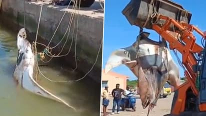 അമ്പോ, നാല് പോത്തുകളുടെ ഭാരം! 1500 കിലോ തൂക്കം വരുന്ന തിരണ്ടിയെ പിടിച്ച് മത്സ്യത്തൊഴിലാളികൾ-വീഡിയോ