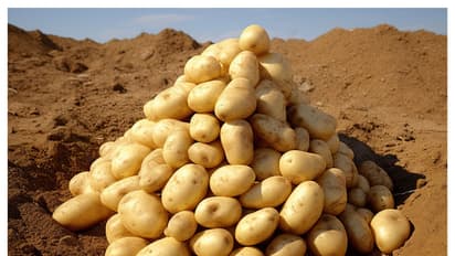 ಬಟಾಟೆಯಲ್ಲಿ ಮೂಡಿಬಂದ ದೇವರ ರೂಪ : ಕಲ್ಕಿ ಅವತಾರವೆಂದು ನೋಡಲು ಮುಗಿಬಿದ್ದ ಜನ 