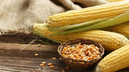 ചോളപ്പൊടി കൊണ്ടുള്ള ഭക്ഷണം കഴിച്ചു, 2 മാസത്തിനുള്ളിൽ ചത്തത് 400 നായകൾ, മുന്നറിയിപ്പുമായി ആരോഗ്യമന്ത്രി