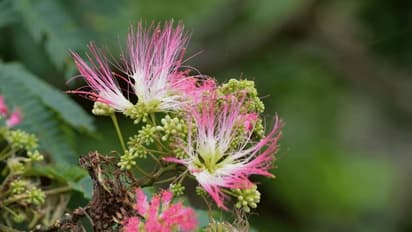 அடேங்கப்பா! விஜய்யின் கட்சி கொடியில் இருக்கும் வாகை பூவுக்குள் இவ்வளவு மருத்துவ குணங்களா?