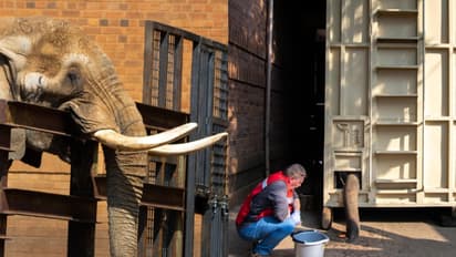 40 വർഷം നീണ്ട തടവുകാലം അവസാനിക്കുന്നു, സ്വാതന്ത്ര്യത്തിലേക്ക് 'ചാർളി', സ്വന്തമാകുന്നത് ആയിരം ഹെക്ടർ വനഭൂമി