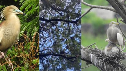കുളക്കൊക്ക്, പാതിരാക്കൊക്ക്, കിന്നരി നീർക്കാക്കയുടെയും കൂട് തേടി; കാസര്‍കോട് കൊറ്റില്ലങ്ങളുടെ സർവേ പൂർത്തിയായി
