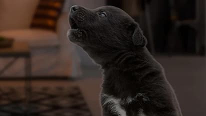 Dogs Crying: రాత్రిపూట కుక్కలు ఏడిస్తే నిజంగానే ఎవరైనా చనిపోతారా?