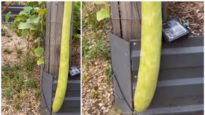 Viral Video: Man shows off 5-6 feet homegrown bottle gourd [WATCH]
