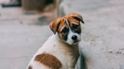 Bizarre incident in Madhya Pradesh: Man bites people, consumes raw meat after dog bite