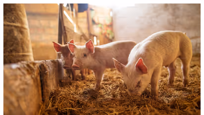 முஸ்லிம்கள் பன்றி இறைச்சியை தவிர்க்க இதுதான் காரணம்!!  