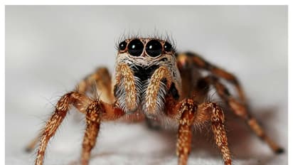 வீட்டுல சிலந்தி தொல்லையா? இதை செய்தா இனி வரவே வராது!