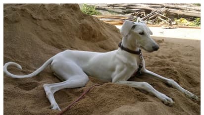 உங்களுக்ககெல்லாம் சோறு போட்டது குத்தமா? உரிமையாளர்களின் கதையை முடித்த செல்ல பிராணிகள்