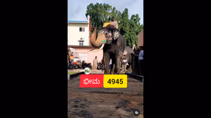 ಮೈಸೂರು ದಸರಾ: 435 ಕೆ.ಜಿ. ತೂಕ ಹೆಚ್ಚಿಸಿಕೊಂಡ ಬಲಭೀಮ!