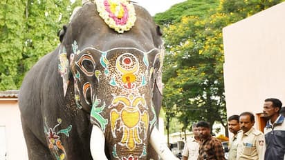 ಮೈಸೂರು ದಸರಾ:  ಅಂಬಾರಿ ಹೊರಲಿರುವ ಅಂಬಾರಿ ಆನೆ ಅಭಿಮನ್ಯು ತೂಕ 5560 ಕೆ.ಜಿ..!