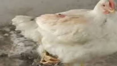 മൂന്ന് കാലുള്ള കോഴി, കടയിലെത്തുന്നവർ മടങ്ങുന്നത് സെൽഫിയുമായി