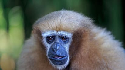 பிரதமர் மோடி குறிப்பிட்ட ஹூலாக் கிப்பான் குரங்கு; அப்படி என்ன தான் சிறப்பு?