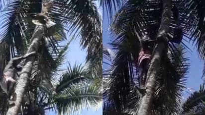 കാലിൽ കുരുങ്ങിയ നൂൽ തെങ്ങിൽ ചുറ്റി; തലകീഴായി കിടന്ന് അവശനിലയിൽ പരുന്ത്, രക്ഷകരായി ഫയര്ഫോഴ്സ്