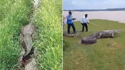 രാവിലെ പാടത്തെത്തിയ കർഷകർ കണ്ടത് പന്ത്രണ്ടടി നീളമുള്ള മുതലയെ, പേടിച്ചോടി