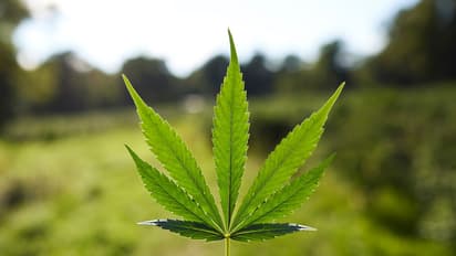 Cannabis can reverse brain ageing and enhance cognitive abilities, reveals groundbreaking study; details here