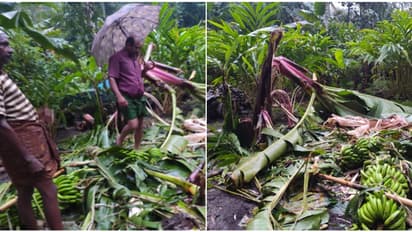 വള്ളക്കടവിൽ കാട്ടാനക്കൂട്ടത്തിന്റെ ആക്രമണം, വ്യാപക കൃഷി നാശം; വാഴത്തോട്ടം പൂർണമായും നശിപ്പിച്ചു