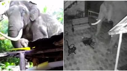 വിരിക്കൊമ്പൻ റിസോർട്ടിന്റെ ഷെഡ് തകർത്തു, പടയപ്പയിറങ്ങി കൃഷി നശിപ്പിച്ചു; ഇടുക്കിയിൽ കാട്ടാനകൾ ഇറങ്ങി