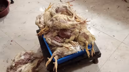 കടയില് നിന്ന് വാങ്ങിയ കോഴിയിറച്ചിയില് നിന്ന് ദുര്ഗന്ധം, പരിശോധിച്ചപ്പോള് ഇറച്ചിയിൽ പുഴു, സ്ഥാപനം പൂട്ടി