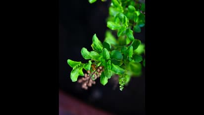 Reducing stress to purifying blood: 5 Powerful health benefits of Indian Tulsi 