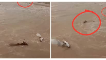 മധ്യപ്രദേശിൽ അമ്പതോളം പശുക്കളെ പാലത്തിന് മുകളിൽ നിന്ന് നദിയിലേക്കെറിഞ്ഞു, 20 എണ്ണം ചത്തു